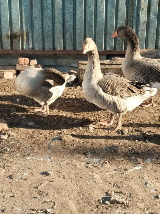 Продам гусей домашних