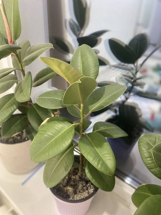 Фикус 5 мың тенге