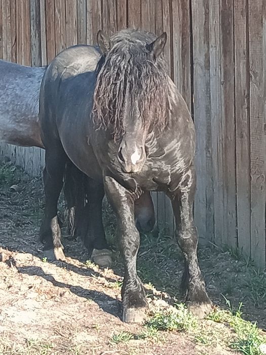 Vând urgent  armăsar negru,sau schimb cu auto, calul are 4 ani