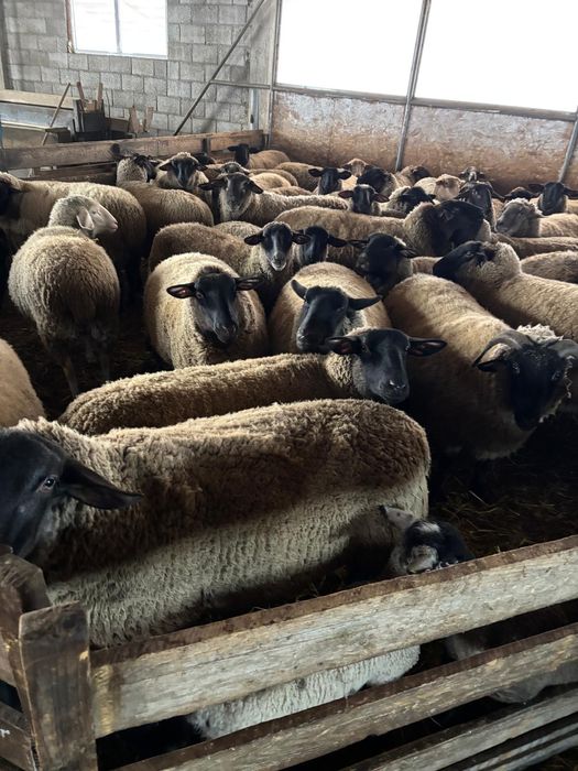 Oi suffolk origine Irlanda