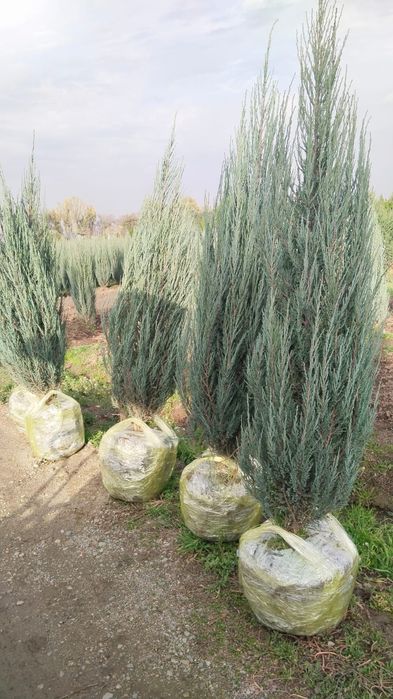 Маживельник, Туя.