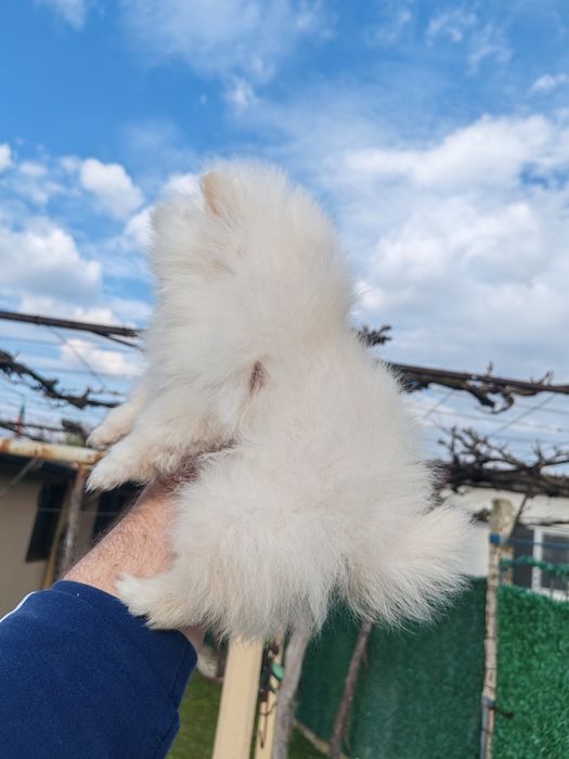 Померан мини мъжко на три месеца