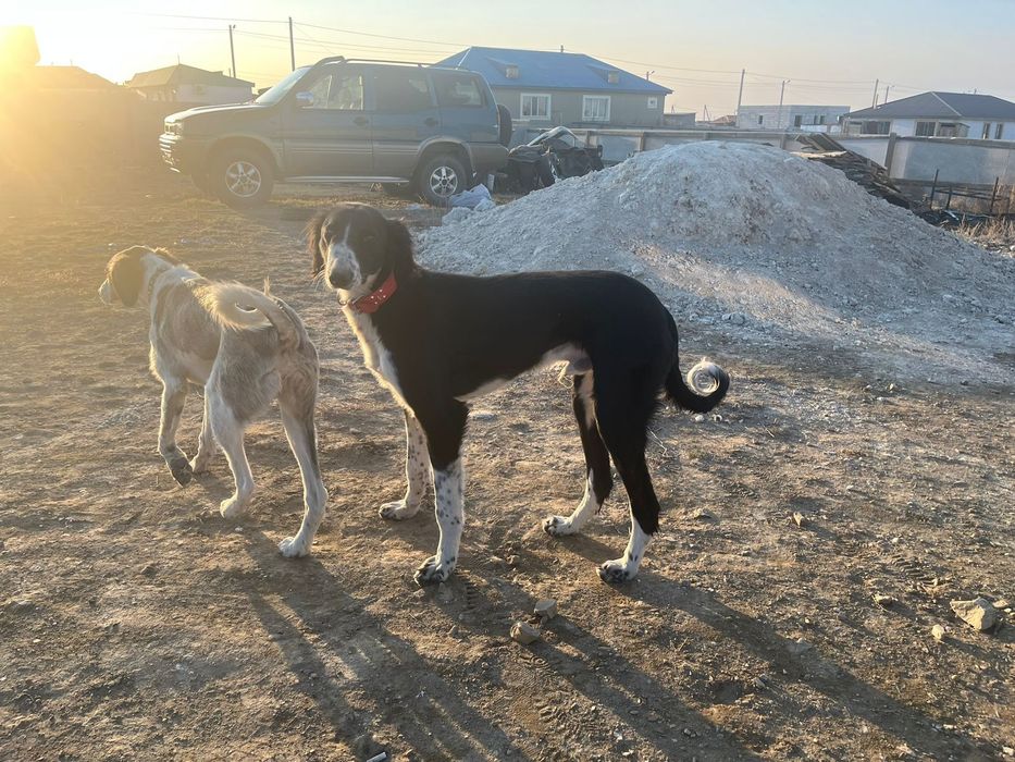 тазы сатылады Семей