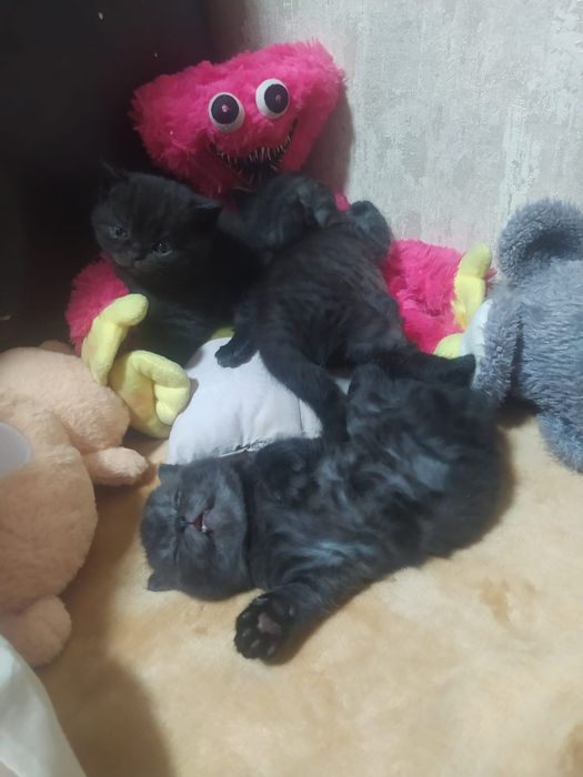 Продам котят британцы