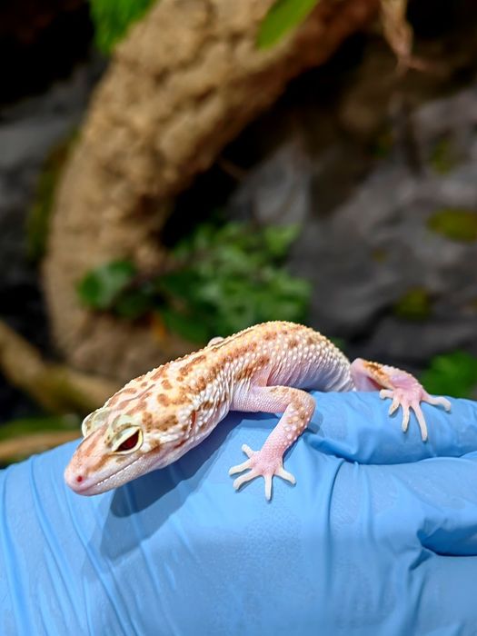 Gecko/Cameleon/Agama