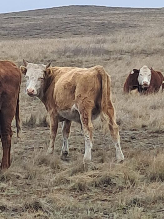 Бычки полтарашки