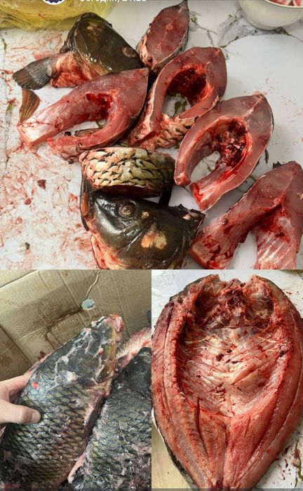 Свежая рыба с доставкой