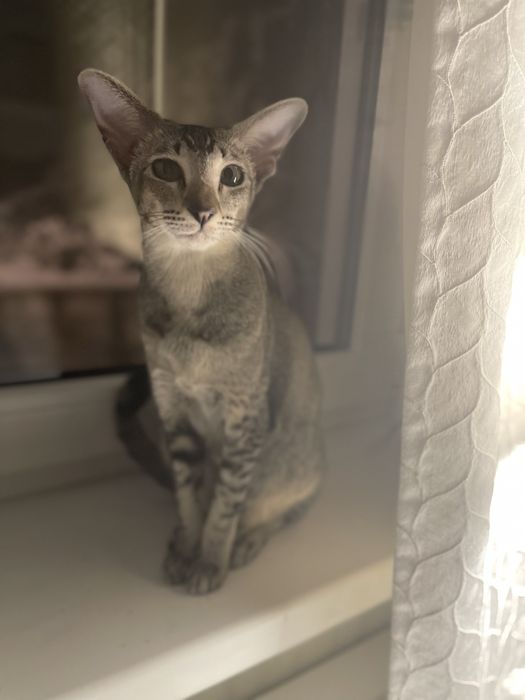 Вязка ориентальной кошки