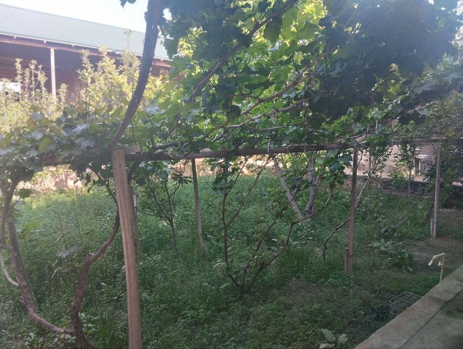 Ховли Сотилади, Срочно Кармана