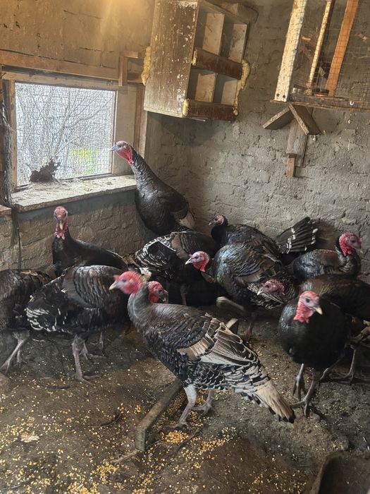 продавам Пуйки Големи