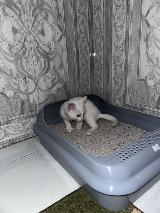 Продаётся белый котёнок, 2 месяца