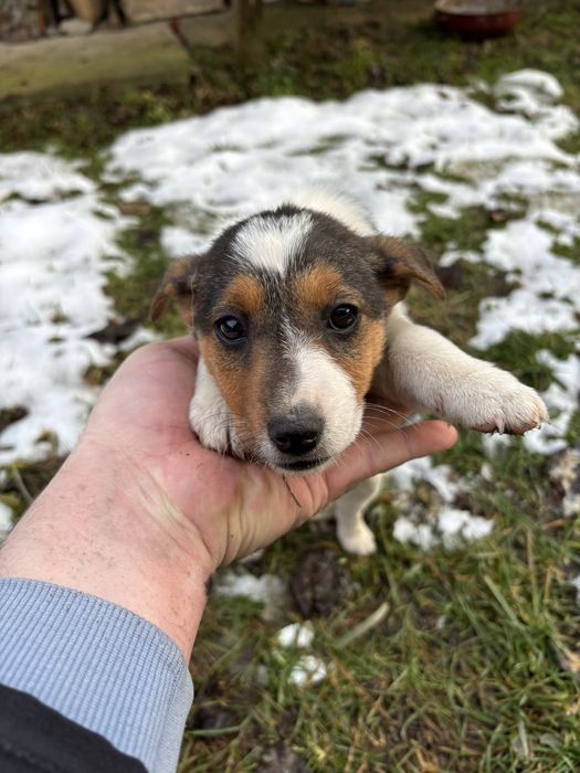 Cațeluși pentru adopție!!