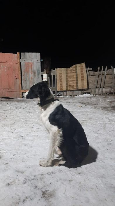 Продаю тазы кобель