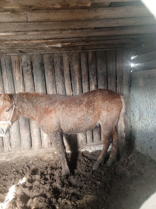 Құнан, дөнен,тай,жылқы