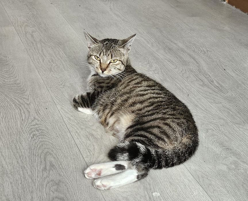 Отдам кошку в ответственные руки