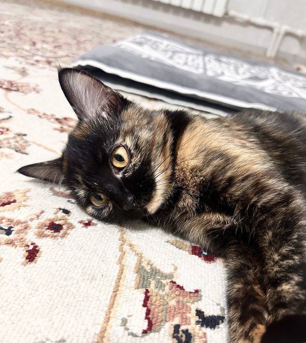 Котенка в добрые надежные руки