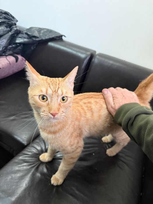 Ofer spre adoptie pisica afectuoasa