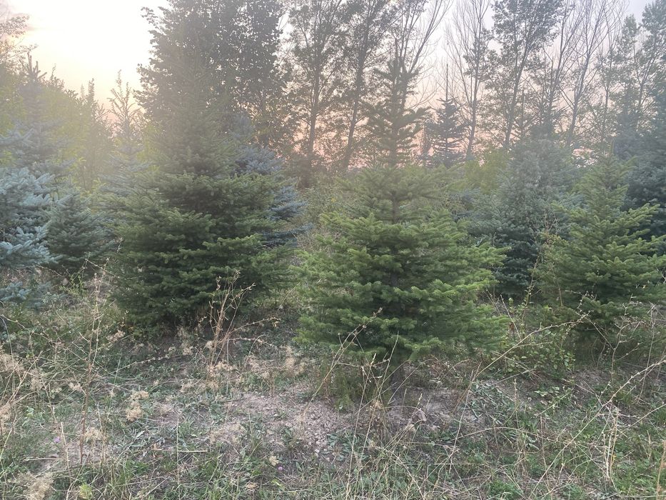 Ель голубая