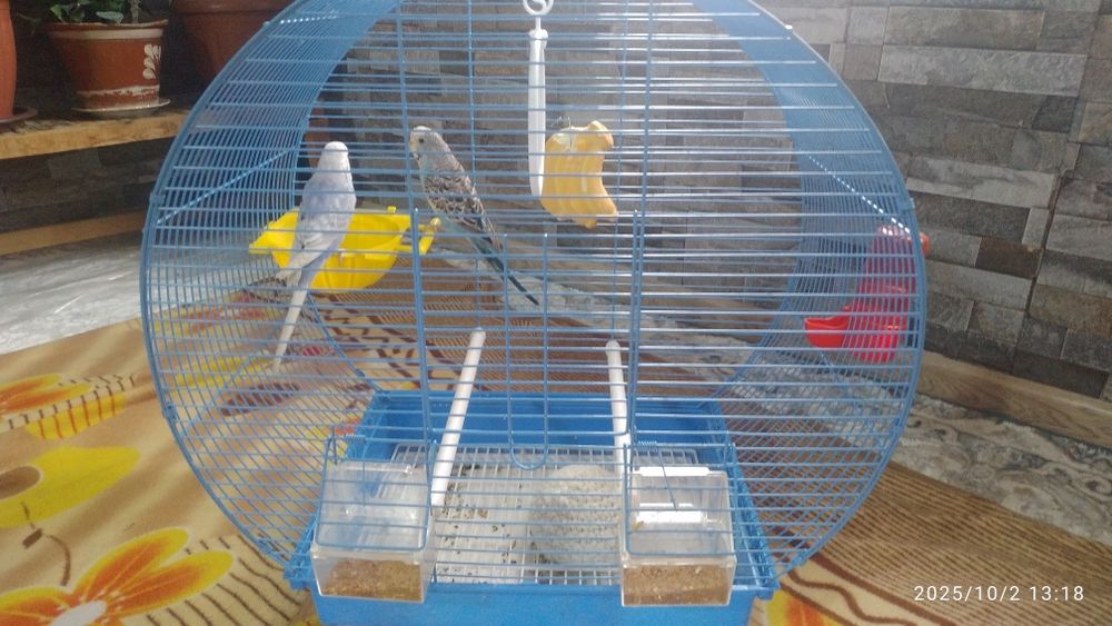 Bir juft popygaylar sotiladi