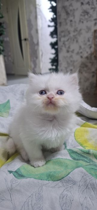 Продаются котята скотишь страйт,фолд.