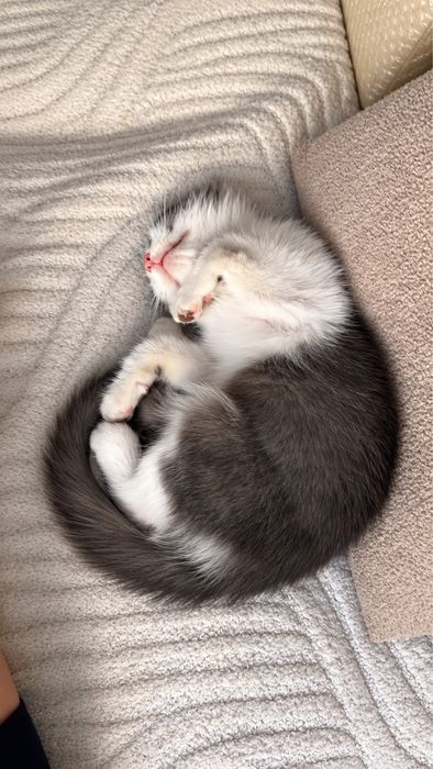Ищем семью для котенка