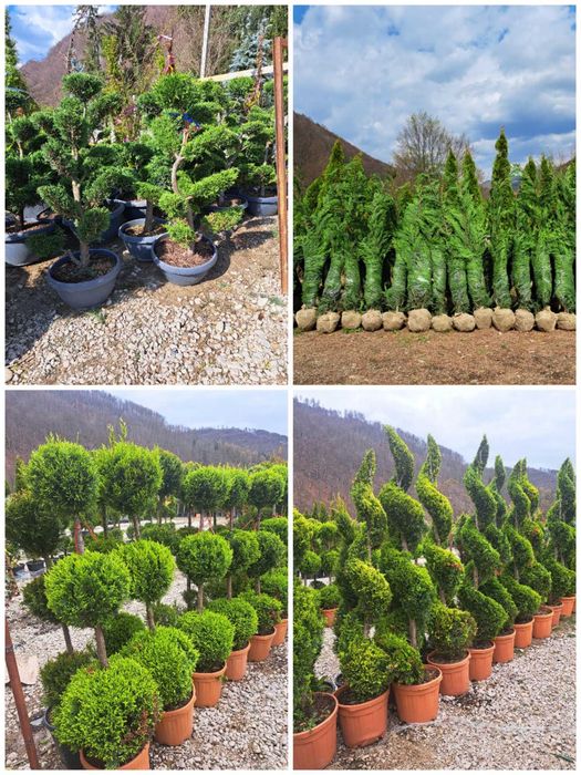 Măslin, catalpa, spirală, pon pon, bonsai, leylandi, smarald