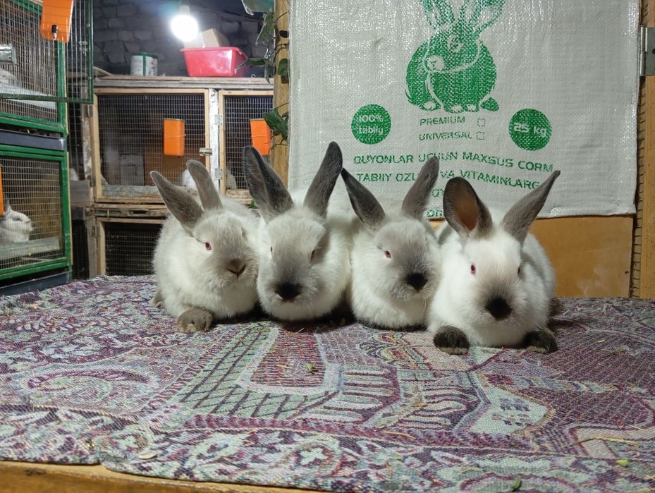 Kaliforniya quyonlari