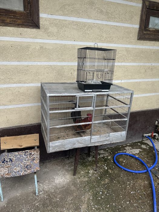 Клетка хороший цастаяна