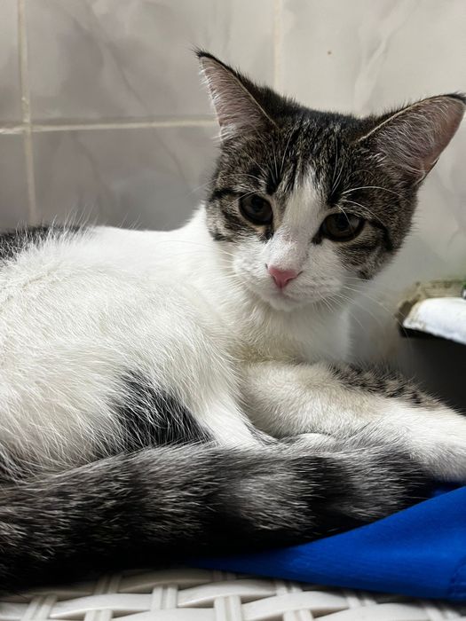 Пристраивается кошечка,  родилась 29 июля.