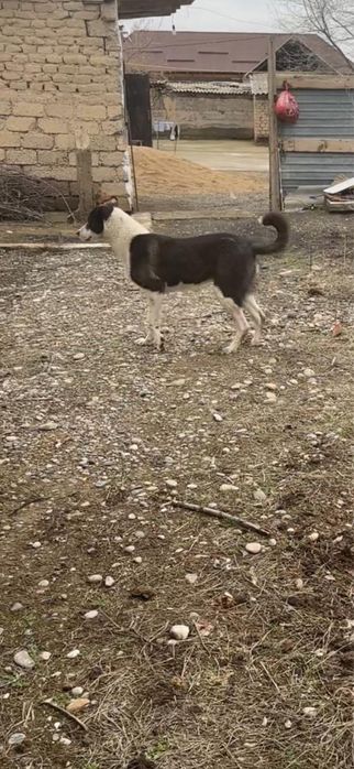 тобет ургашы 11 айлык сатылады