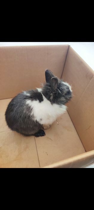 Iepure cap de leu mascul  de 7 luni