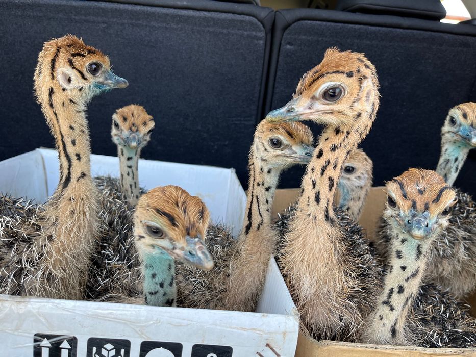 Pui de struț negru african