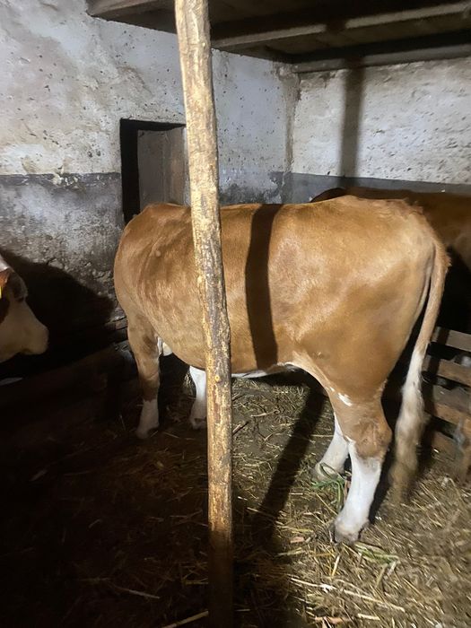 Jurinca de un an și opt luni gestantă în 3 luni provine din mama foarte bună de lapte 8800 lei tel 0748527431