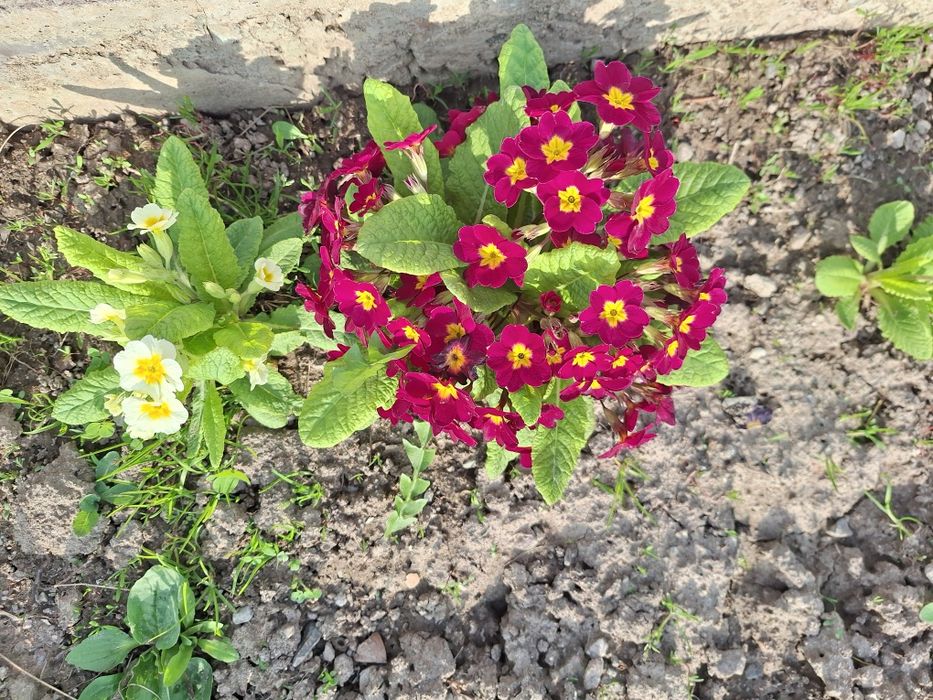 Продам саженцы примул