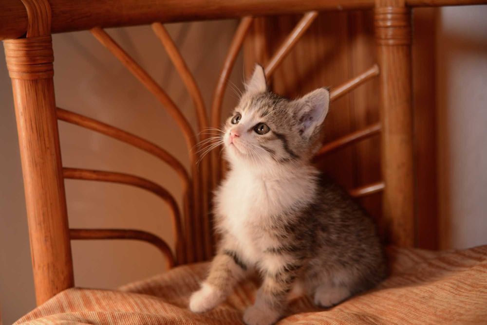 Котенок  мальчик