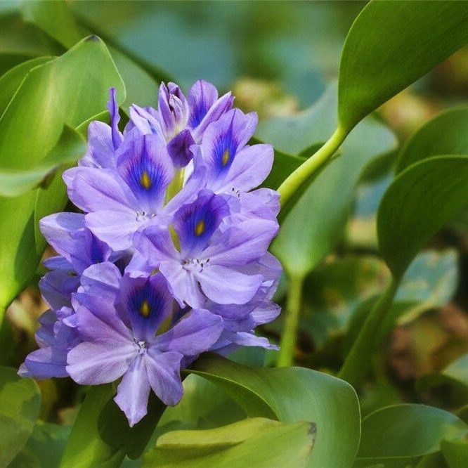 Эйхорния. Водный гиацинт