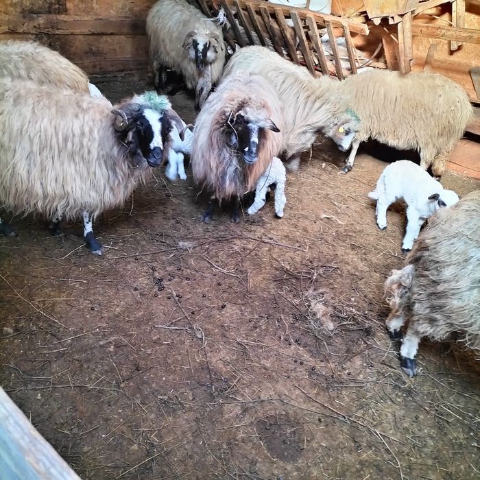 Vând oi cu miei  preț negociabil