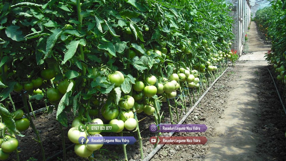 Vand Rasad de rosii ardei castraveti vinete salata | Rasaduri Legume