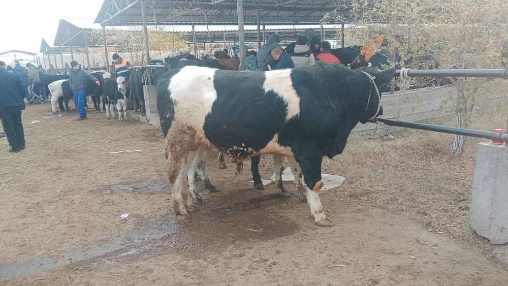 Малга помой керек еды кунделыкты алып турамын