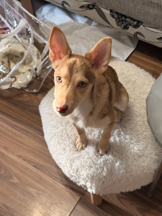 Щенок девочка бесплатно