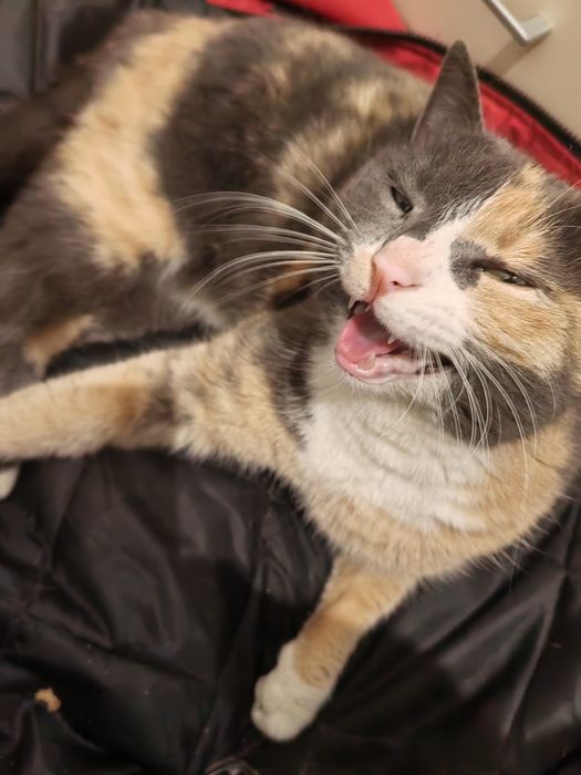 Подарявам коте в добри ръце