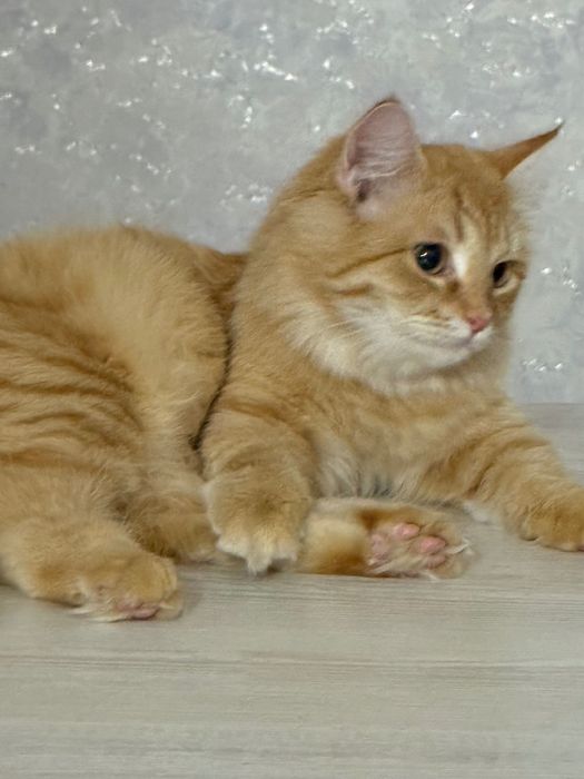 Продается золотистая британская Хейланд 1 годик,стерилизованная.