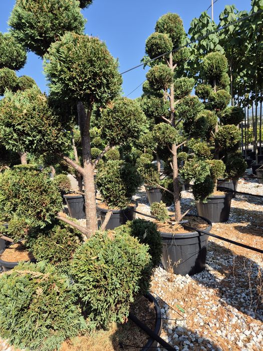 Plante ornamentale livrare gratuita