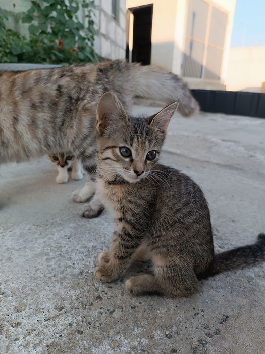Котята в добрые руки