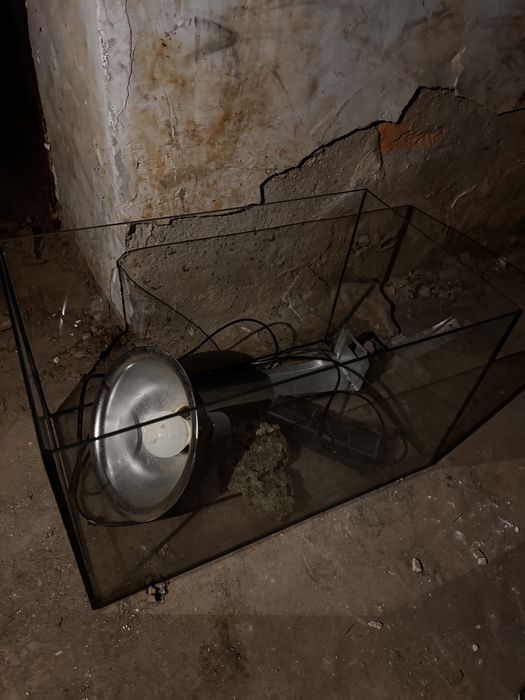 Vand acvariu doar timisoara