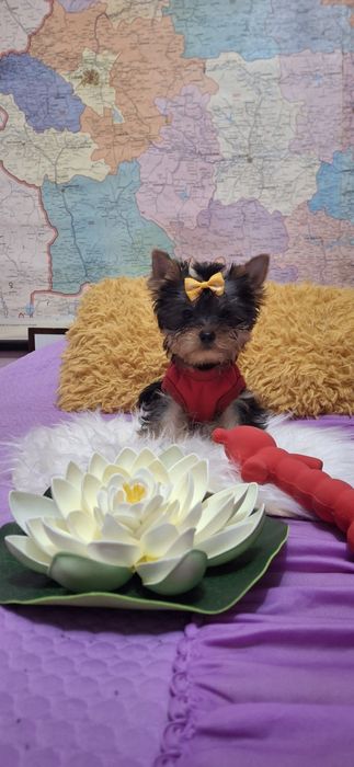 Йоркширски териер.Йорки