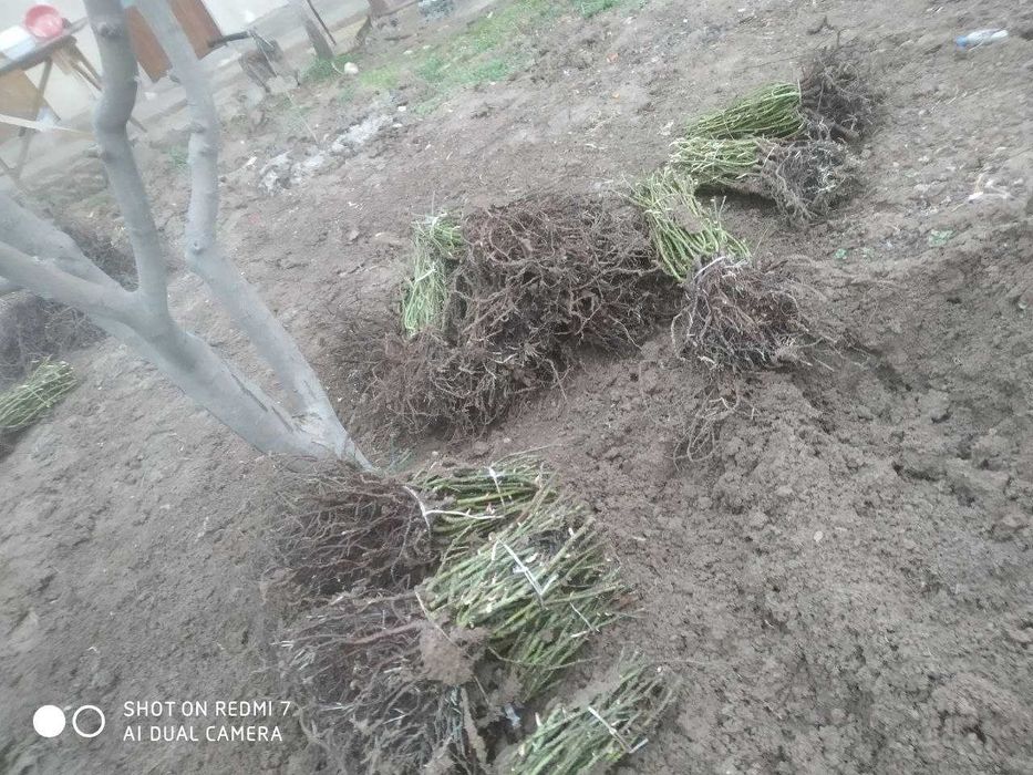 Atrgul koʻchatlari 75xil turdagi atrgul koʻchatlari bor