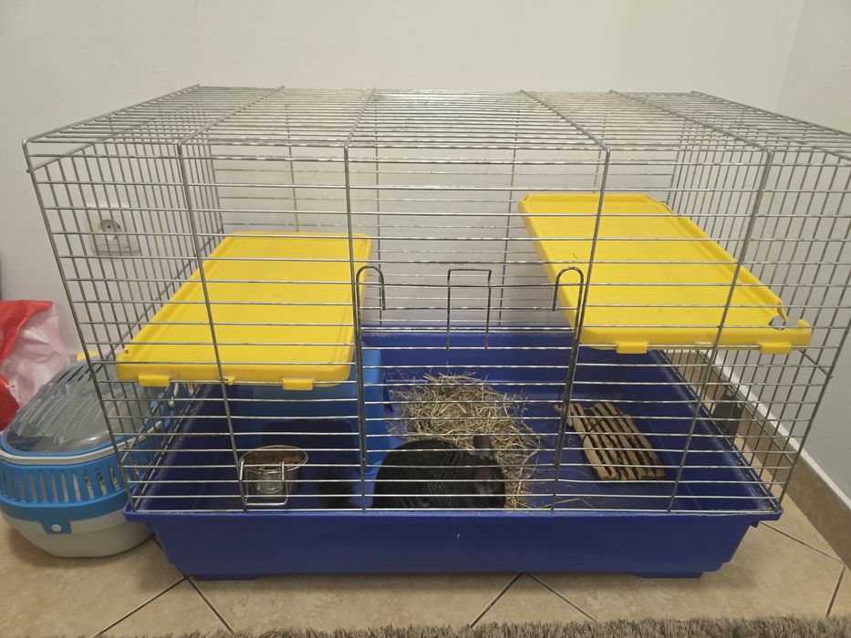 Chinchilla + cusca