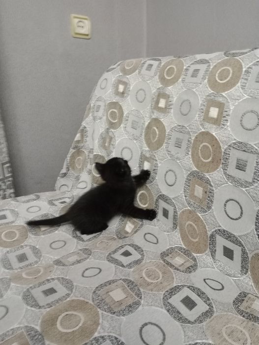 Милые котята мать крыселовка