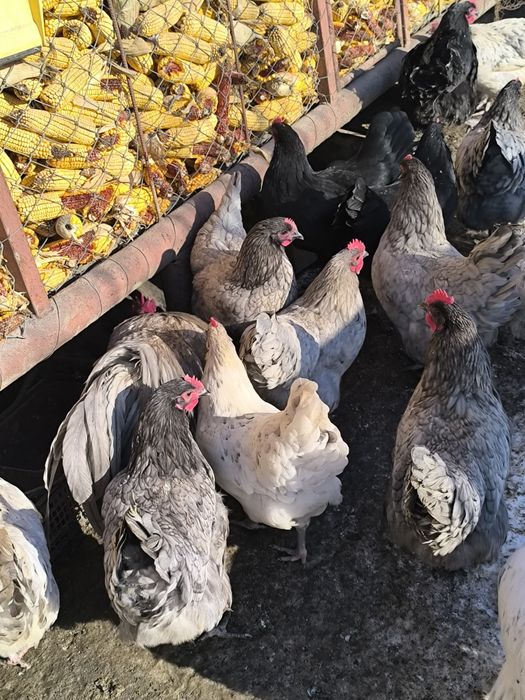 Ouă australorp splash și albastru